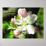 Apple Tree Blossoms Posters