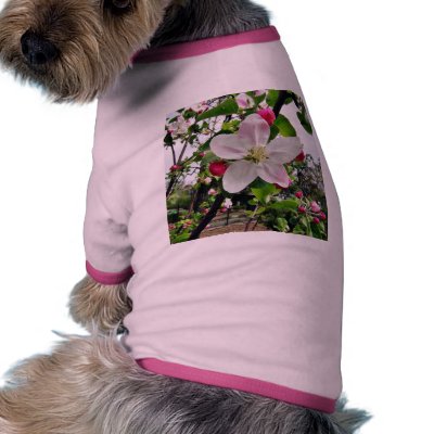 Apple Tree In Blossom Dog Clothing by lifesphere