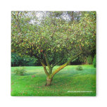 Apple Tree Fridge Magnets