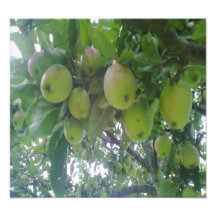 apple tree photo