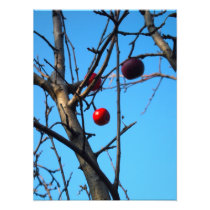 apple tree photographic print
