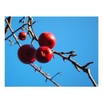 apple tree photographic print