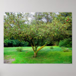 Apple Tree posters