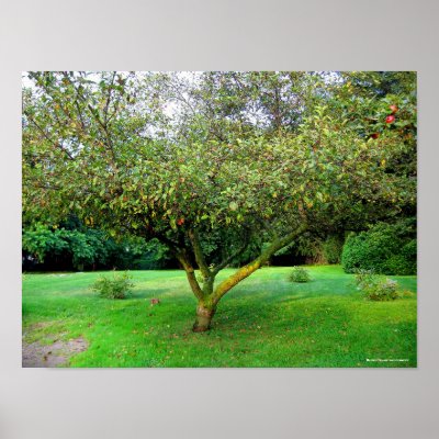 Apple Tree Posters by lilyhydrangea