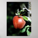 Apple Tree Poster