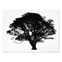 Apple Tree Silhouette Photograph