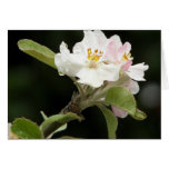 appleblossom after the rain
