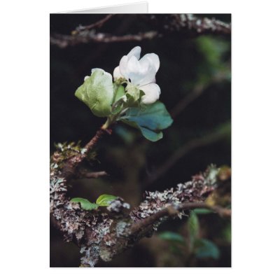 AppleBlossom Greeting Cards by wander1