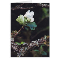 AppleBlossom Greeting Cards