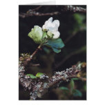 AppleBlossom cards