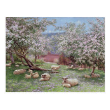 Appleblossom Post Card