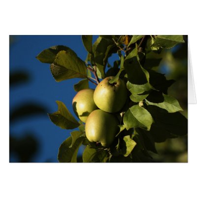 Apples Greeting Cards by jmsol