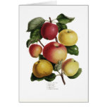 Apples Greeting Card