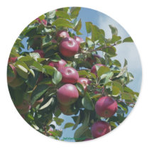 Apples On The Tree Nature Photography Sticker
