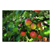 Apples Photographic Print