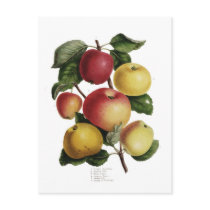 Apples Postcards