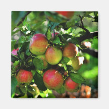 Apples Refrigerator Magnet