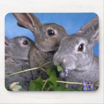 Apricot and Blue Rex Rabbit Mouse Pad