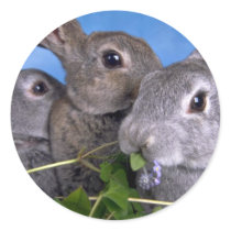 Apricot and Blue Rex Rabbit Stickers