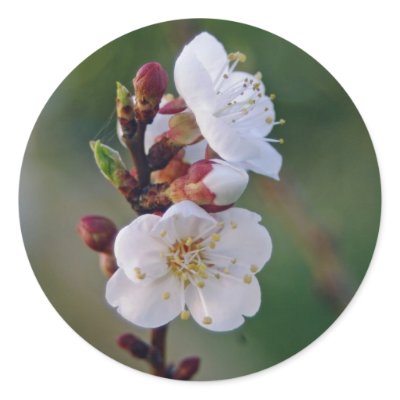 apricot blosom stickers by chelle_by