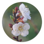 apricot blosom stickers