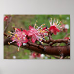 Apricot Blossom Print