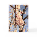 apricot blossoms greeting card