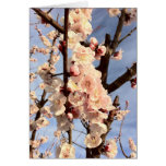 apricot blossoms greeting cards