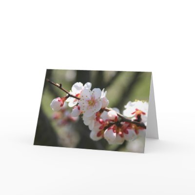 Apricot Blossoms Notecard by Classic_Cat