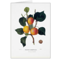 Apricot Greeting Card