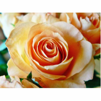 Apricot Coloured Rose Closeup Photo Cut Outs by lifesphere