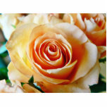 Apricot Coloured Rose Closeup photo sculptures