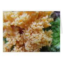 Apricot Coral Fungi Cards