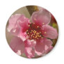 Apricot Magnet