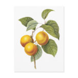 Apricot-Peach botanical illustration postcards