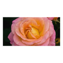 Apricot & Pink Rose DSC3444