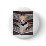 Apricot Poodle puppy in Bow Tie Pins