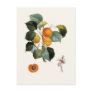 Apricot Postcards