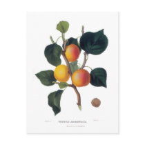 Apricot Post Cards
