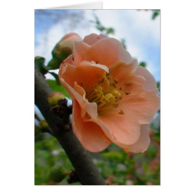 APRICOT QUINCE BLOOM GREETING CARDS by MAPASUE