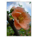APRICOT QUINCE BLOOM cards