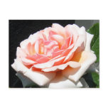 Apricot Rose