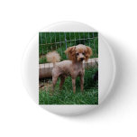 Apricot Toy Poodle stud dog Pins