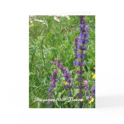 Apricot Tree in Spring Greeting Cards by almellinger