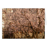 Apricot Tree in Spring Greeting Cards