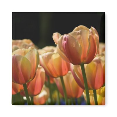 Apricot Tulip Magnet by SabineSt