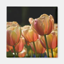 Apricot Tulip Magnet