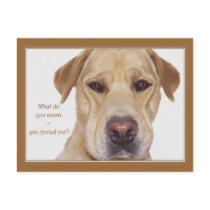 April fool's day funny Labrador
