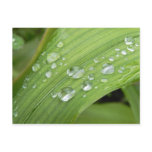 April Showers Post Cards