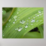 April Showers Posters